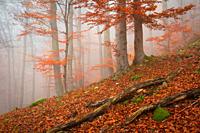Foggy autumnal beech forest in Mala Fatra mountains, Slovakia.