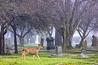 Black-tailed Deer (Odocoileus hemionus) in Ross Bay Cemetery - Victoria, Vancouver Island, British Columbia, Canada.