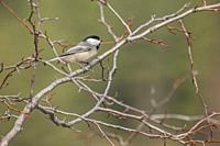 A Black-capped Chickadee (Parus atricapillus) in a bush along the Chiwawa River in eastern Washington State, USA.