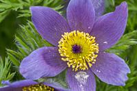 Close-up of a Pasqueflower or Western Anemone (Anemone occidentalis) flowering in springtime in a Kirkland garden in Washington State, USA.
