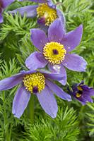 Close-up of Pasqueflowers or Western Anemone (Anemone occidentalis) flowering in springtime in a Kirkland garden in Washington State, USA.