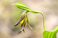 Small Yellow Lady's Slipper Orchid (Cypripedium parviflorum) budding - DuPont State Recreational Forest, Cedar Mountain, near Brevard, North Carolina,...