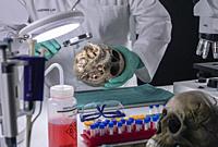 Forensic scientist examines human skull of adult male homocide victim to extract DNA, forensic laboratory, conceptual image.