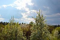Panorama of the garden in a the village in spring.