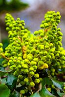 Cluster of Oregon Grape flower buds along the Steveston waterfront in British Columbia Canada.