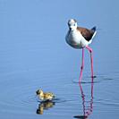 Baby black-winged Stilt Chicks Himantopus himantopus are solitary walking. Is a Shorebird that lives on the banks of the saltwater And in the Salt Eva...