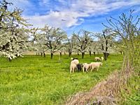 sheep in an orchard with plum blossoms, Serignac-Peboudou, Lot-et-Garonne department, Nouvbelle-Aquitaine, France.