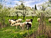 sheep in an orchard with plum blossoms, Serignac-Peboudou, Lot-et-Garonne department, Nouvbelle-Aquitaine, France.