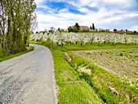 country road among plum blossoms, Serignac-Peboudou, Lot-et-Garonne department, Nouvbelle-Aquitaine, France.