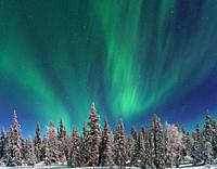 Northern light, aurora borealis in winter with snow, colorful with green and purple, among trees in the forest, Gällivare, Swedish Lapland, Sweden.