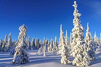 Winter landscape with sunny weather, blue sky, plenty of snow on the trees, Gällivare county, Swedish Lapland, Sweden.