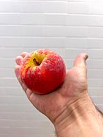 Man´s hand holding an apple fruit against white bricks wall