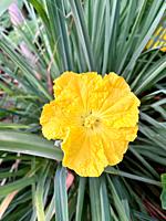 Yellow, luffa, loofah flower