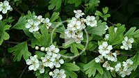Hawthorn. Medicinal herb. Crataegus monogyna or oxyacantha.