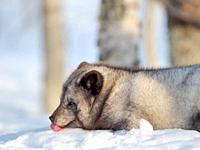 Arctic Fox (white fox, polar fox, snow fox, Vulpes lagopus), blue morph, in deep snow during winter. Europe, Scandinavia, Norway, Bardu, Polar Park en...