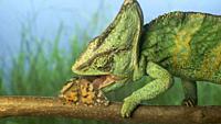 Close-up, adult bright green chameleon sits on branch and eats motley butterfly. . Veiled chameleon (Chamaeleo calyptratus) and Painted lady butterfly...