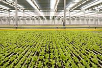 Caledonia, Michigan - Revolution Farms, a hydroponic farm which grows lettuce in a huge greenhouse for major supermarket chains. The farm has highly a...