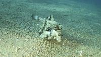 Close-up of Boxfish swims over sandy bottom. Thornback Boxfish or Camel Cowfish (Tetrosomus gibbosus), Red sea, Egypt.