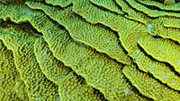 Details of the Lettuce coral or Yellow Scroll Coral (Turbinaria reniformis). Close-up of coral. Red sea, Egypt.