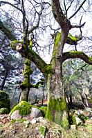 Moss on the trunks of the oaks and the rocks in the Graja gorge. Sierra de Gredos. Piedralaves. Ávila.