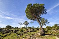 Pine trees in Cadalso de los Vidrios on a sunny day. Madrid.