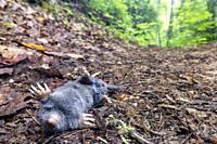 Dead hairy-tailed mole (Parascalops breweri) on trail in Bracken Preserve - Brevard, North Carolina, USA.