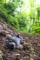 Dead hairy-tailed mole (Parascalops breweri) on trail in Bracken Preserve - Brevard, North Carolina, USA.
