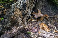 Eastern copperhead (Agkistrodon contortrix) hiding in tree stump - Bracken Preserve, Brevard, North Carolina, USA.