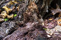 Eastern copperhead (Agkistrodon contortrix) coiled in tree stump while an eastern garter snake (Thamnophis sirtalis sirtalis) pokes its head out nearb...