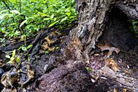 Eastern copperhead (Agkistrodon contortrix) coiled in tree stump while an eastern garter snake (Thamnophis sirtalis sirtalis) pokes its head out nearb...
