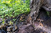 Eastern copperhead (Agkistrodon contortrix) coiled in tree stump while an unsuspecting eastern garter snake (Thamnophis sirtalis sirtalis) approaches ...