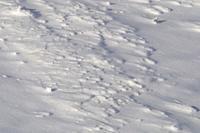 background of fresh snow texture.