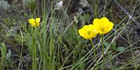 Wild Flower, Sierra de Guadarrama National Park, Segovia, Castile and Leon, Spain, Europe.