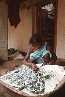 A tribal woman is breeding silkworms ( Odisha, India).