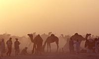 Tilwara fair during a sand storm ( Rajasthan, India). Tilwara is located in the Thar desert.