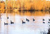 Canada geese on the Pond of Chandelles by the Eure River, Eure-et-Loir department, Centre-Val-de-Loire region, France, Europe.