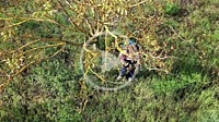 Young man with a face mask spraying herbicide in a field of walnut trees. Drone view. 4K. Bargota, Navarra, Spain, Europe.