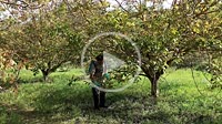Man spraying herbicide in a field of walnut trees. Drone view. 4K. Bargota, Navarra, Spain, Europe.