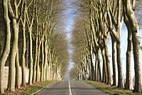 Departmental road lined with plane trees, Yvelines department, Ile-de-France region, France, Europe.