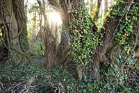 Undergrowth invaded by climbing ivy, Eure-et-Loir department, Centre-Val-de-Loire region, France, Europe.