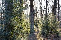 Common holly (Ilex aquifolium) in undergrowth, Forest of Rambouillet, Haute Vallee de Chevreuse Regional Natural Park, Yvelines department, Ile-de-Fra...