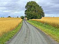 Country road throgh field och oat in Scania, Sweden, Scandinavia.