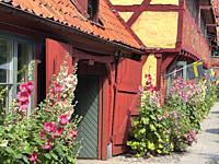 Hollyhocks (Alcea Rosea) on halftimbered house in Ystad, Scania, Sweden, Scandinavia.
