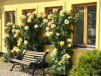 Yellow roses at a small house with bench in Ystad, Scania, Sweden, Scandinavia.