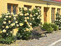 Yellow roses at a small house with bench in Ystad, Scania, Sweden, Scandinavia.