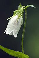 Spotted bellflower (Campanula punctata).