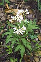 Cutleaf toothcup (Cardamine concatenata). Called Cutleaved toothwort, Crow's toes, Pepper root and Purple-flowered toothwort also.