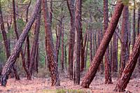 Pine forest in the protected landscape of rodeno in the Sierra de Albarracín, near the Bezas lagoon. Teruel.