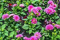 Pink flowers of the aster family (Asteraceae) in various stages of development at Butchart Gardens. Located in Brentwood Bay, British Columbia. Near V...