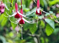 Hanging fuchsias (Onagraceae) at Butchart Gardens located in Brentwood Bay, British Columbia, Canada.